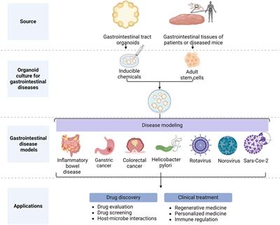 Gastrointestinal tract organoids as novel tools in drug discovery